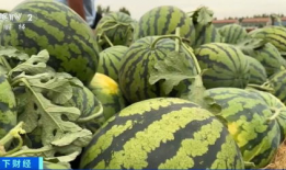 网红吃瓜颜色分类,颜色分类下的美食世界