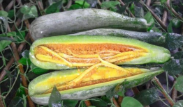 呼市网红吃瓜,揭秘幕后故事与热门话题