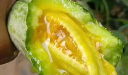 纹身店的网红吃瓜,揭秘娱乐圈幕后真相